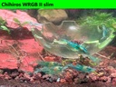 Opal Jelly1.jpg