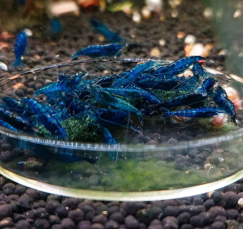 Blue Dream.webp