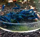 Blue Dream.webp