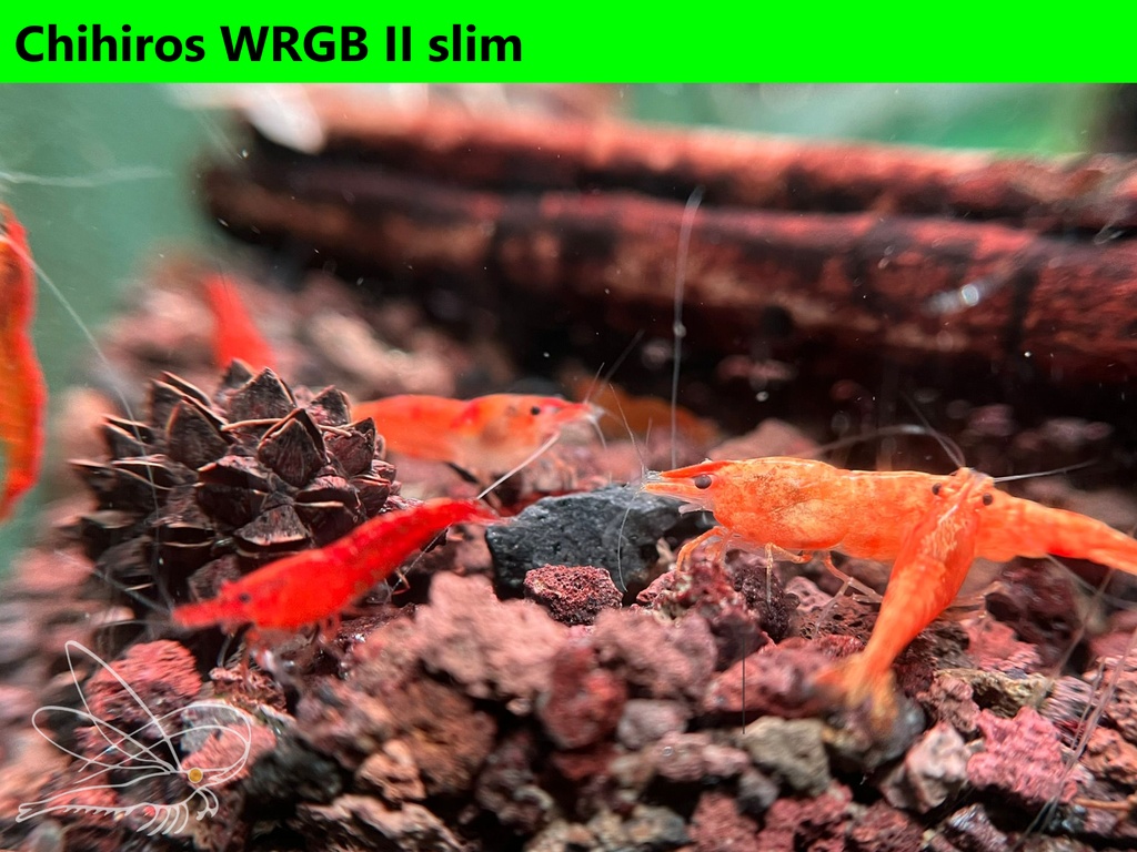 Koi Sunburst wrgb4.JPEG