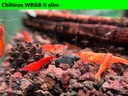 Koi Sunburst wrgb4.JPEG