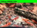 Koi Sunburst wrgb2.JPEG