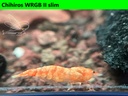 Koi Sunburst wrgb3.JPEG