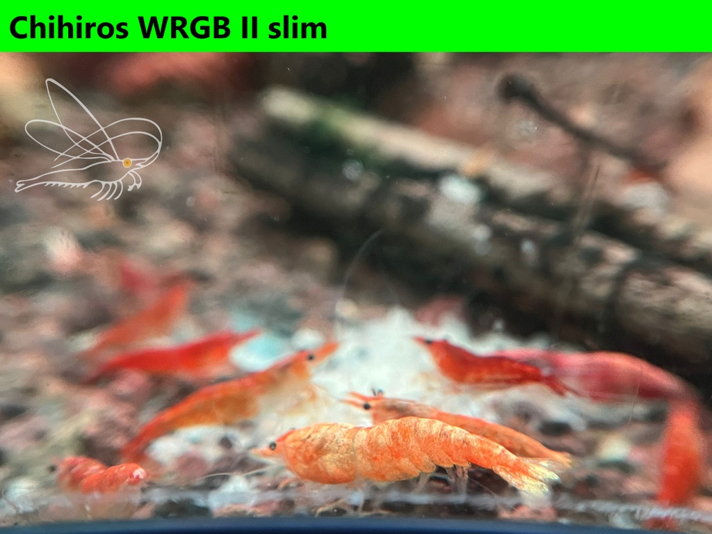 Koi Sunburst wrgb4.JPEG