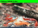 Koi Sunburst wrgb4.JPEG