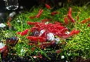Red Sakura.webp