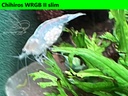 White Pearl wrgb1.jpg