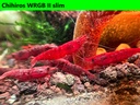 Kanoko wrgb1.jpg