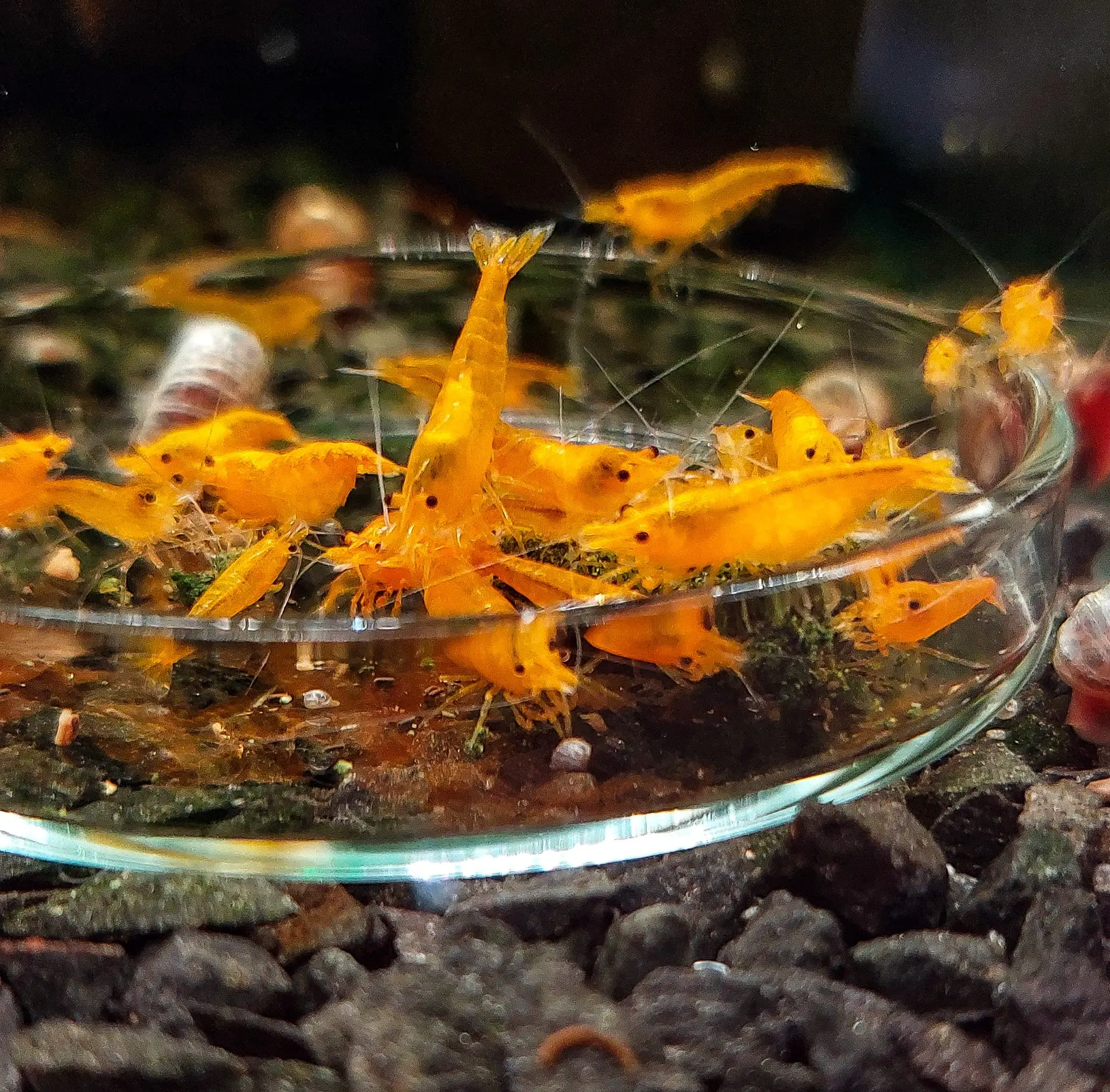 Orange Sakura.webp