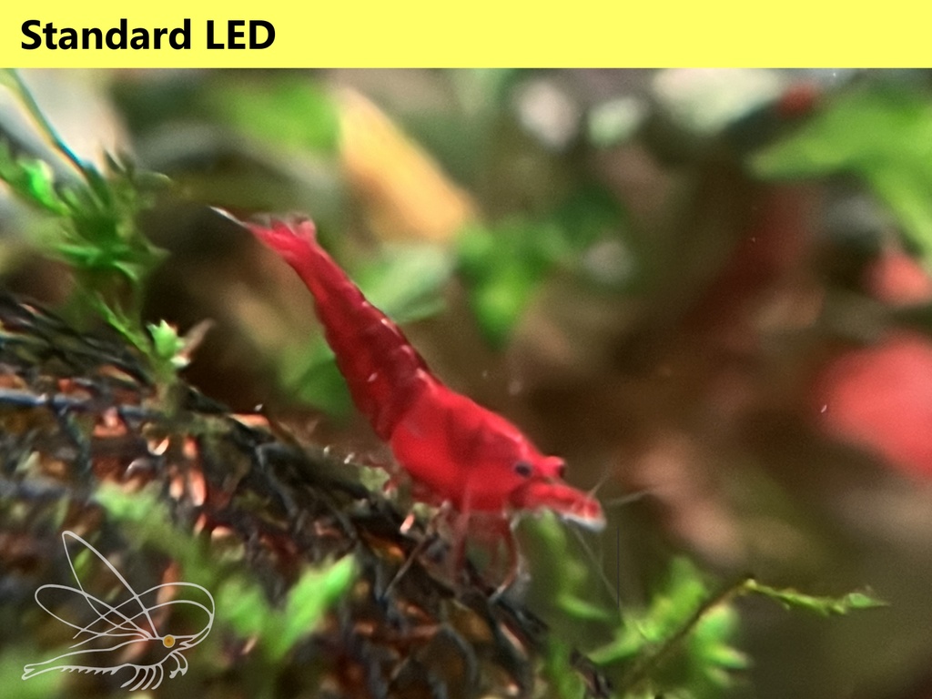 Kanoko led3.jpg