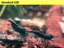 Black Sapphire OE LED1.jpg