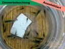 Opal jelly ausselektiert zimmer1.jpg