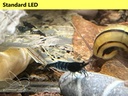 Blue Zebra OE led2.jpg
