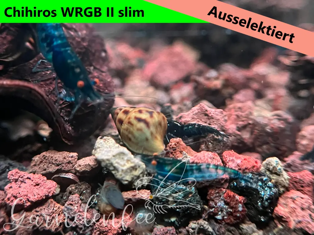 ausselektierte Black Sapphier OE gemischt-wrgb-a.webp