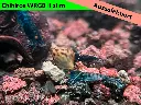 ausselektierte Black Sapphier OE gemischt-wrgb-a.webp