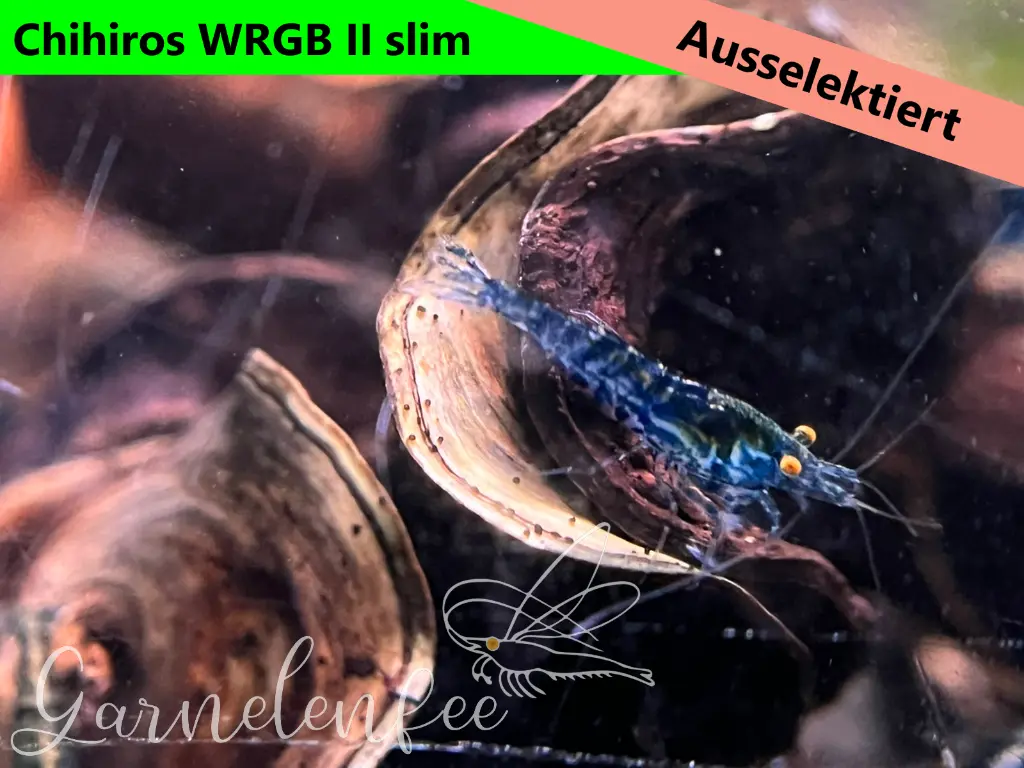 ausselektierte Black Sapphier OE gemischt-wrgb-d.webp