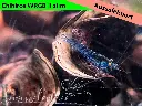 ausselektierte Black Sapphier OE gemischt-wrgb-d.webp