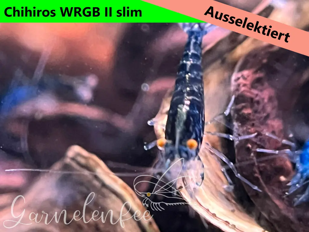 ausselektierte Black Sapphier OE gemischt-wrgb-b.webp