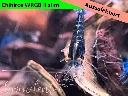 ausselektierte Black Sapphier OE gemischt-wrgb-b.webp