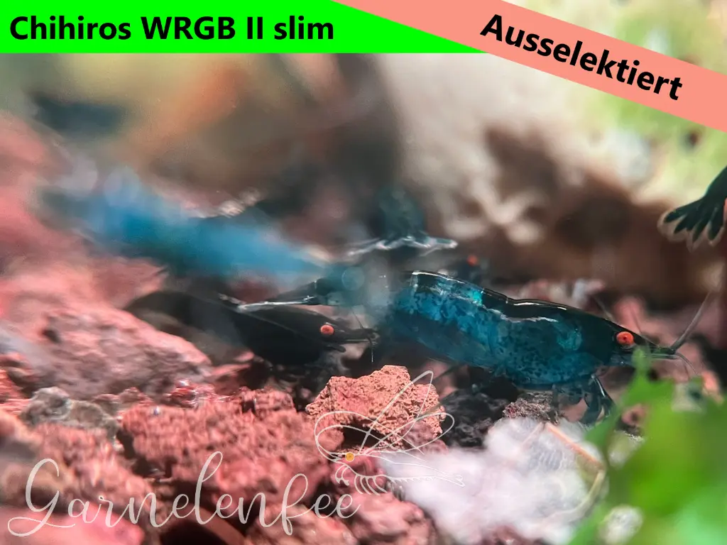 ausselektierte Black Sapphier OE gemischt-wrgb-e.webp