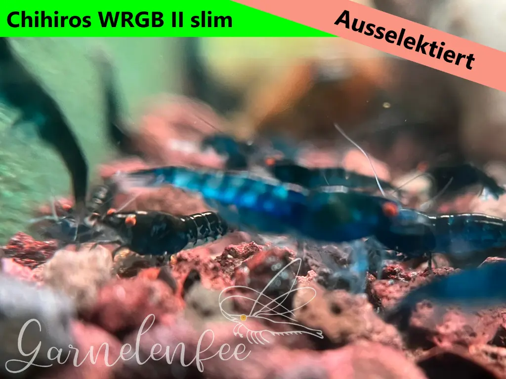 ausselektierte Black Sapphier OE gemischt-wrgb-f.webp