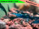ausselektierte Black Sapphier OE gemischt-wrgb-f.webp