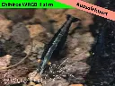ausselektierte Black Sapphier OE gemischt-wrgb-c.webp