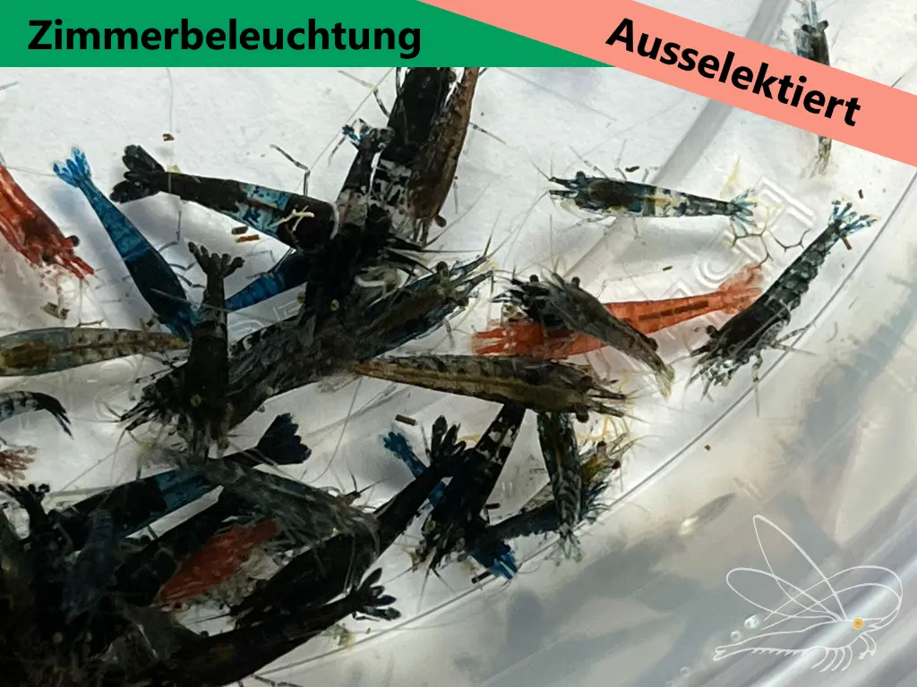 Mischer-Zimmer2.webp
