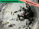 Mischer-Zimmer3.webp