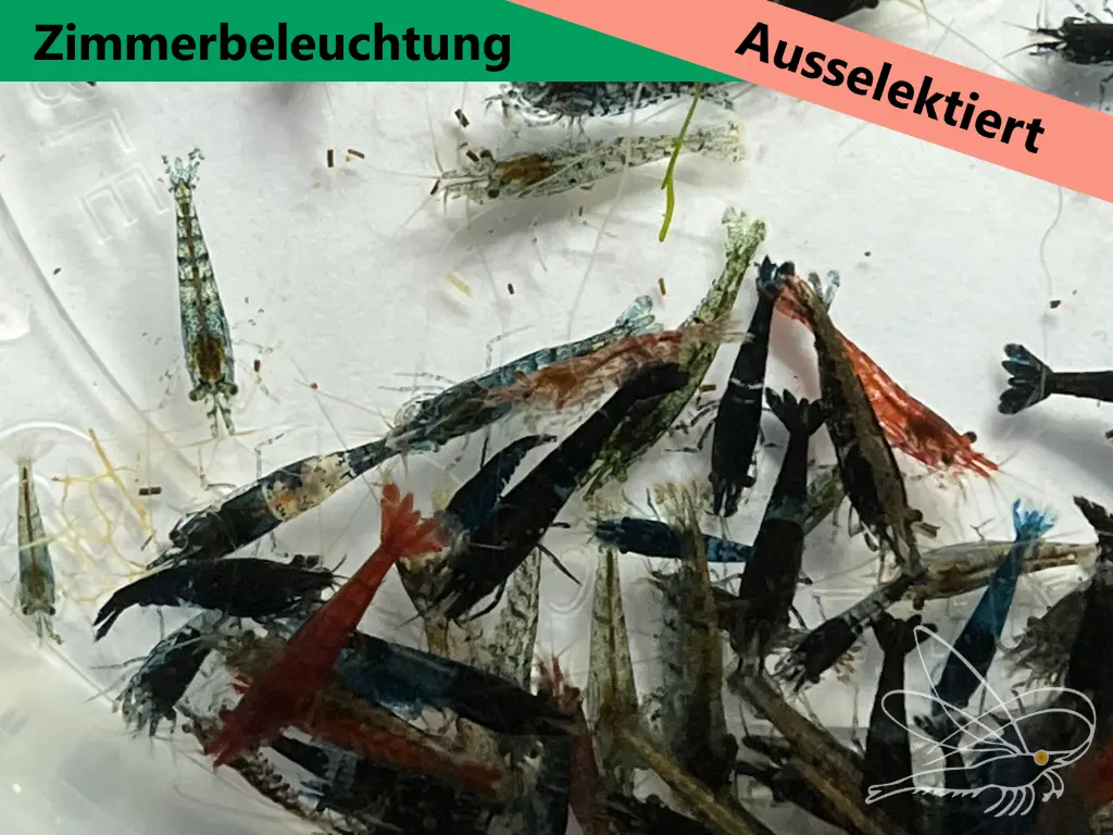 Mischer-Zimmer1.webp