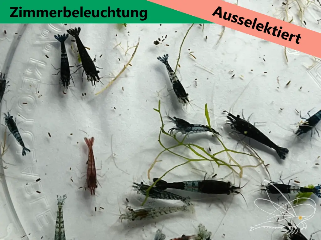 Mischer-Zimmer4.webp