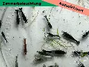 Mischer-Zimmer4.webp