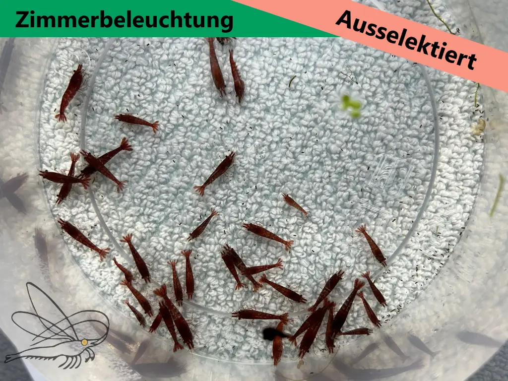 ausselektierte Kanoko-zimmer3.webp