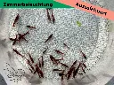 ausselektierte Kanoko-zimmer3.webp