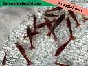 ausselektierte Kanoko-zimmer1.webp