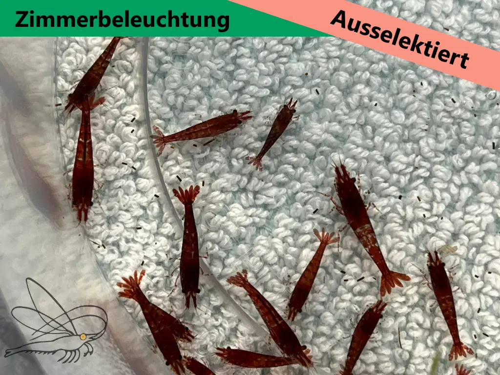 ausselektierte Kanoko-zimmer1.webp
