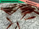 ausselektierte Kanoko low1.webp