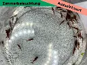 ausselektierte Kanoko low3.webp