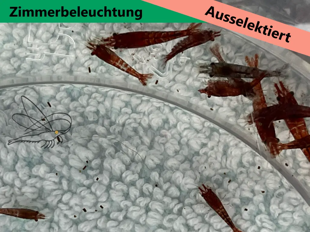 ausselektierte Kanoko low2.webp