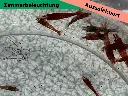 ausselektierte Kanoko low2.webp