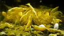 Carni_YFNS.webp