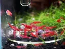 Maulbeer_Red Sakura.webp