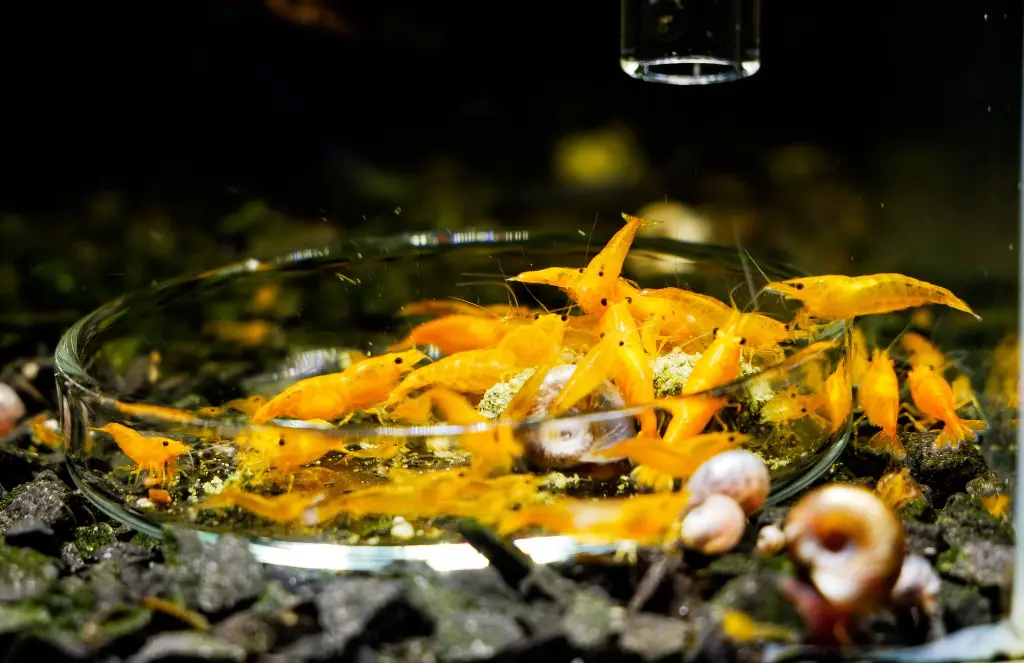 Carni_Orange Sakura.webp
