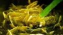 Planty YFNS.webp