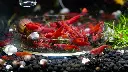 Planty Red Sakura.webp