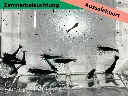 ausselektierte Black Sapphier OE gemischt-Zimmerbeläuchtung-b.webp