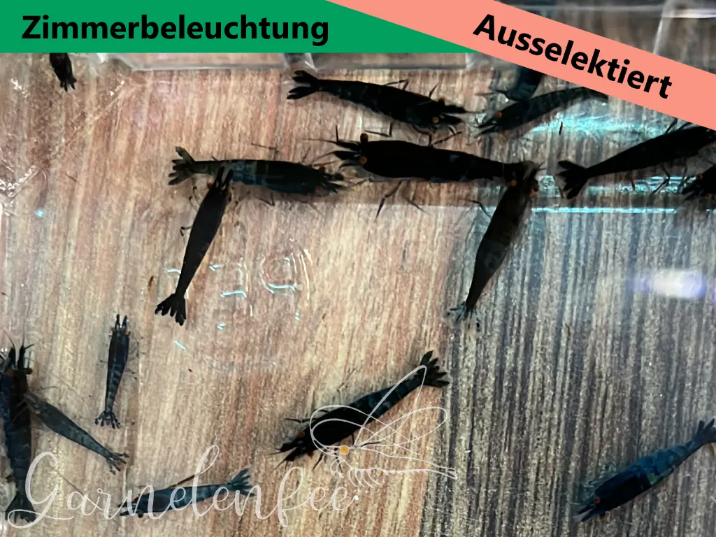 ausselektierte Black Sapphier OE gemischt-Zimmerbeläuchtung-a.webp