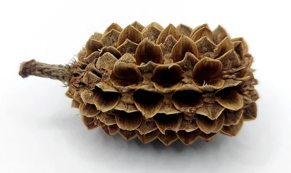 Casuarina Cones - Kasuarinen Zapfen 10g (Mengenrabatte)