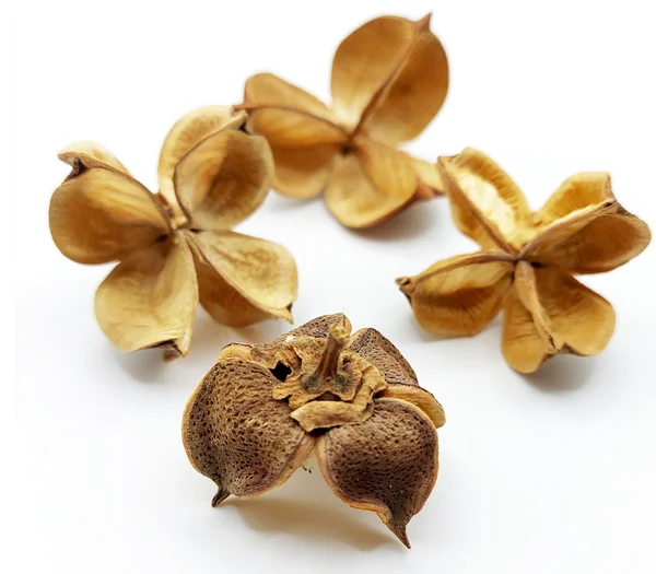 Cotton Pods, Garnelenversteck, Unterschlupf für Jungtiere 10g (Mengenrabatte)