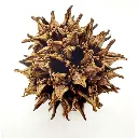 Amberbaum Zapfen, ca. 2 - 4 cm Shrimp Shelter (Mengenrabatte)